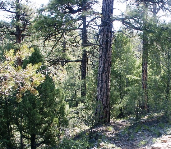 Upper Trail